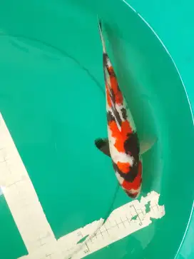 Ikan koi jenis Showa HQ 32cm