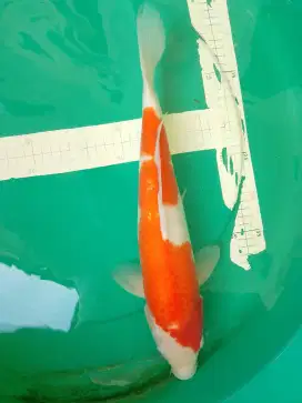 Ikan koi jenis KOHAKU Import sertifikat Dainichi 42cm