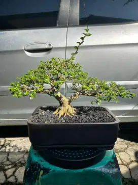 Sancang bonsai sancang the max