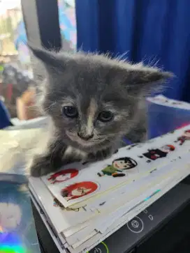 Adopsi anak kucing