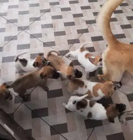 Dijual anak anjing kampung
