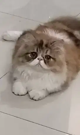 Kucing cantik sehat gembul cewek
