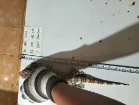 Tokek panjang 46 cm