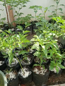 JUAL POHON CABE ORGANIK