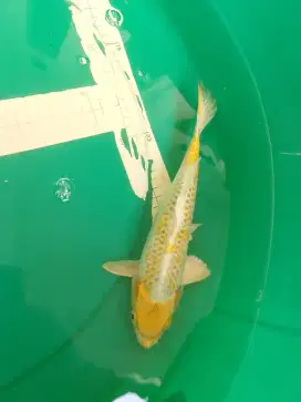 Ikan koi jenis Hariwake 28cm warna kuning