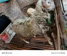 Kambing siap qurban gemuk