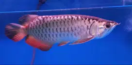 arowana golden xb di Medan.