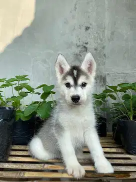 Puppy husky all betina
