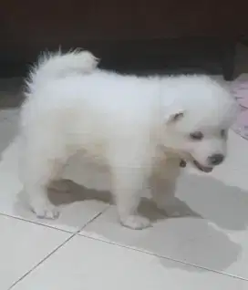 Anakan Samoyed Gemuk Lucu Lincah