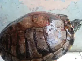 Kura Kura dan Aquarium