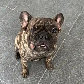 Open adopt female french bulldog