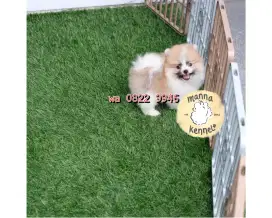 Minipom jantan party colour