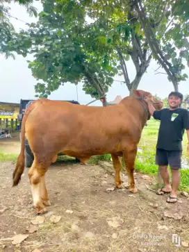Sapi qurban pacet