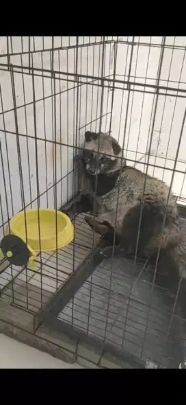 Musang OBES Jantan umur 1 thn Jinak Lok Kemanggisan