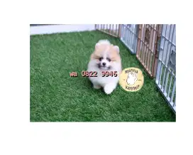 ANJING MINIPOM JANTAN