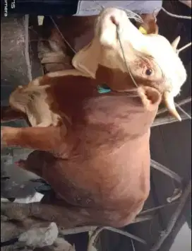 SAPI KUBAN POEL SEHAT LANGSUNG PETERNAK