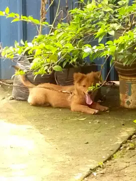 anjing mix pom dan bigel non stambum