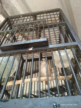 Bandangan, mirip wambi mini