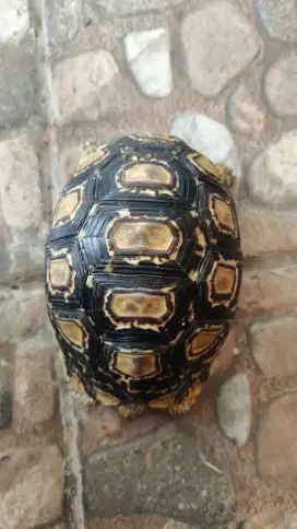 Dijual Kura kura Pardalis