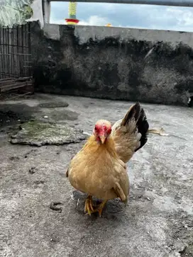 Ayam serama remaja