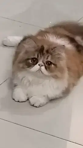 Kitten cantik bulu lebar cwk