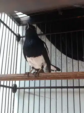 Burung kacer deker