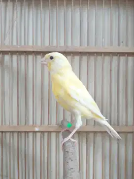 Kenari Spanish Timbrado Paud Betina