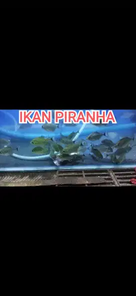 Ikan hias ganas 7-8cm