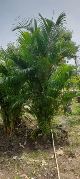 Tanaman palem kuning ukuran besar