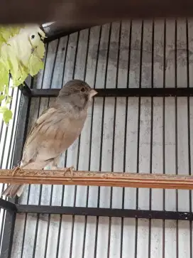 Burung kenari starblue