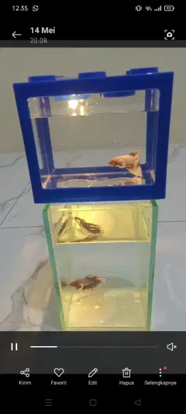 Ikan cupang Hias