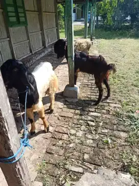Kambing kurban sehat gemuk