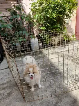 Anjing mini pom stambum & vaksin