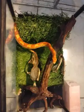 Ular Cornsnake 5+month