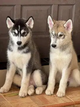 husky malamute big bone