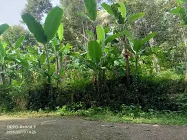 dijual kebun durian murah dikaranganyar