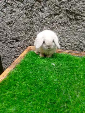 Kelinci Holland lop
