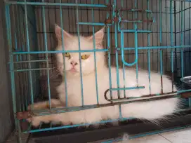 Persia pesek putih