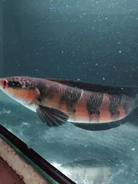 CHANA GABUS RED SENTARUM