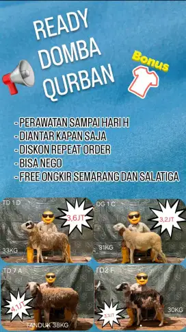 READY DOMBA QURBAN FREE ONGKIR BONUS KAOS BISA NEGO