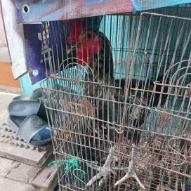 AYAM PELUNG JAGO