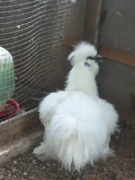 jantan american silkie silky