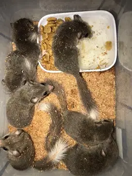 African pygmy dormice
