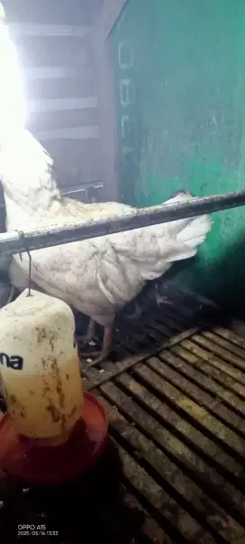 Jual anak Ayam semi Bangkok plus induk