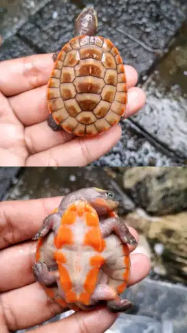 Kura kura damer/dadamerah pedes cerah baby up 4.5cm