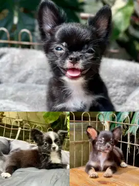 Chihuahua Pupy Sertifikat Stbm Lengkap