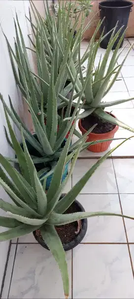 Tanaman Lidah Buaya 9 pot
