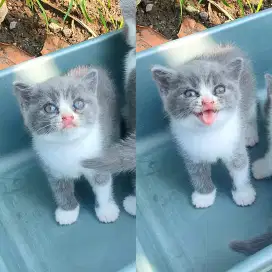 British shorthair bico blue