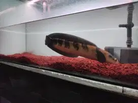Chana Gabus Red Barito
