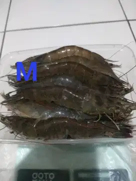 UDANG segar langsung dari petambak